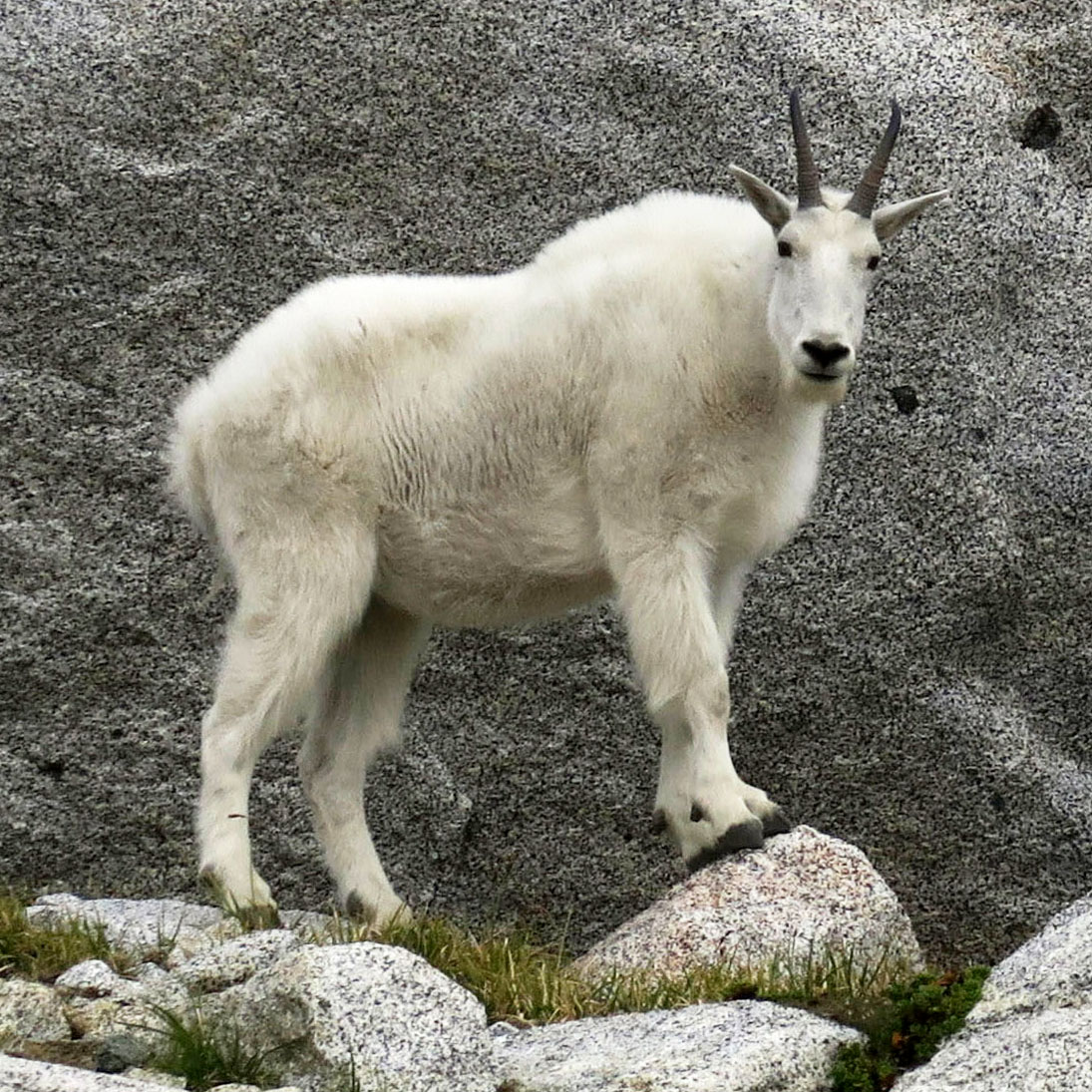 MOUNTAIN GOAT