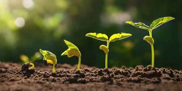 SAPLING
